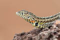 Santa Cruz Lava Lizard Microlophus indefatigabilis