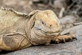 Galapagos Land Iguana Conolophus subcristatus