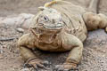 Galapagos Land Iguana Conolophus subcristatus