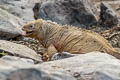 Galapagos Land Iguana Conolophus subcristatus