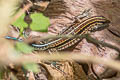 Seven-lined Ameiva Holcosus septemlineatus