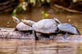 Yellow-spotted River Turtle Podocnemis unifilis (Yellow-headed Sideneck)