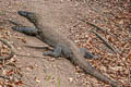 Quince Monitor Lizard Varanus melinus