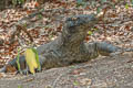 Quince Monitor Lizard Varanus melinus