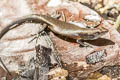 Pacific Bluetail Skink Emoia caeruleocauda