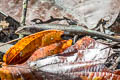 Pacific Bluetail Skink Emoia caeruleocauda