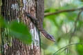 Peach-throated Monitor Varanus jobiensis