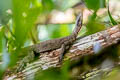 Peach-throated Monitor Varanus jobiensis
