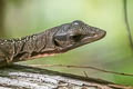 Peach-throated Monitor Varanus jobiensis