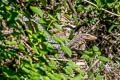 Quince Monitor Varanus melinus