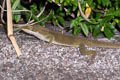 Caroline Anole Anolis carolinensis