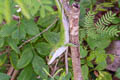 Caroline Anole Anolis carolinensis