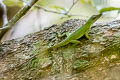 Amazon Green Anole Anolis punctatus (Spotted Anole)