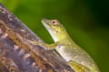 Amazon Green Anole Anolis punctatus (Spotted Anole)