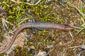 Boulenger's Largescale Lizard Alopoglossus brevifrontalis