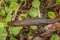 Boulenger's Largescale Lizard Alopoglossus brevifrontalis