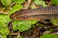 Boulenger's Largescale Lizard Alopoglossus brevifrontalis