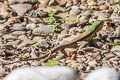 Giant Ameiva Ameiva ameiva (Green Ameiva)