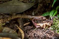 Olive Forest Racer Dendrophidion dendrophis