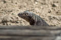 Theresia's Pacific Iguana Microlophus theresiae