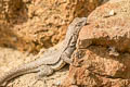 Tschudi's Pacific Iguana Microlophus thoracius