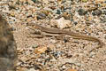Tschudi's Pacific Iguana Microlophus thoracius