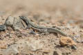 Tschudi's Pacific Iguana Microlophus thoracius