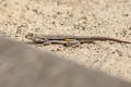 Tschudi's Pacific Iguana Microlophus thoracius