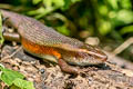 Many-lined Sun Skink Eutropis multifasciata