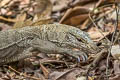 South-east Asian Monitor Varanus nebulosus