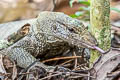 South-east Asian Monitor Varanus nebulosus