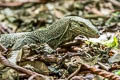 South-east Asian Monitor Varanus nebulosus