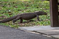 South-east Asian Monitor Varanus nebulosus