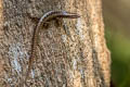 Annamite Forest Skink Sphenomorphus annamiticus (Starred Forest Skink)