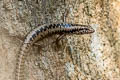 Annamite Forest Skink Sphenomorphus annamiticus (Starred Forest Skink)