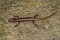 Annamite Forest Skink Sphenomorphus annamiticus (Starred Forest Skink)