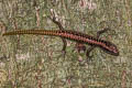 Annamite Forest Skink Sphenomorphus annamiticus (Starred Forest Skink)