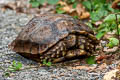 Asian Brown Tortoise Manouria amys (Asian Giant Tortoise) 