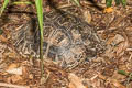 Asian Brown Tortoise Manouria amys (Asian Giant Tortoise) 