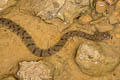 Asian Bckadam Cerberus rynchops (Dog-faced Water Snake)