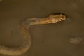 Asian Bckadam Cerberus rynchops (Dog-faced Water Snake)