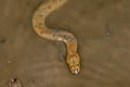 Asian Bckadam Cerberus rynchops (Dog-faced Water Snake)