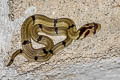 Banded Kukri Snake Oligodon fasciolatus (Small-banded Kukri Snake)