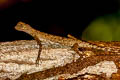 Barred Gliding Lizard Draco taeniopterus (Narrow-lined Gliding Lizard)