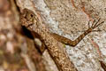 Barred Gliding Lizard Draco taeniopterus (Narrow-lined Gliding Lizard)