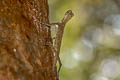 Barred Gliding Lizard Draco taeniopterus (Narrow-lined Gliding Lizard)