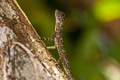 Barred Gliding Lizard Draco taeniopterus (Narrow-lined Gliding Lizard)