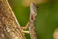 Barred Gliding Lizard Draco taeniopterus (Narrow-lined Gliding Lizard)