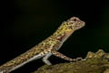 Beautiful Gliding Lizard Draco formosus