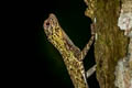 Beautiful Gliding Lizard Draco formosus